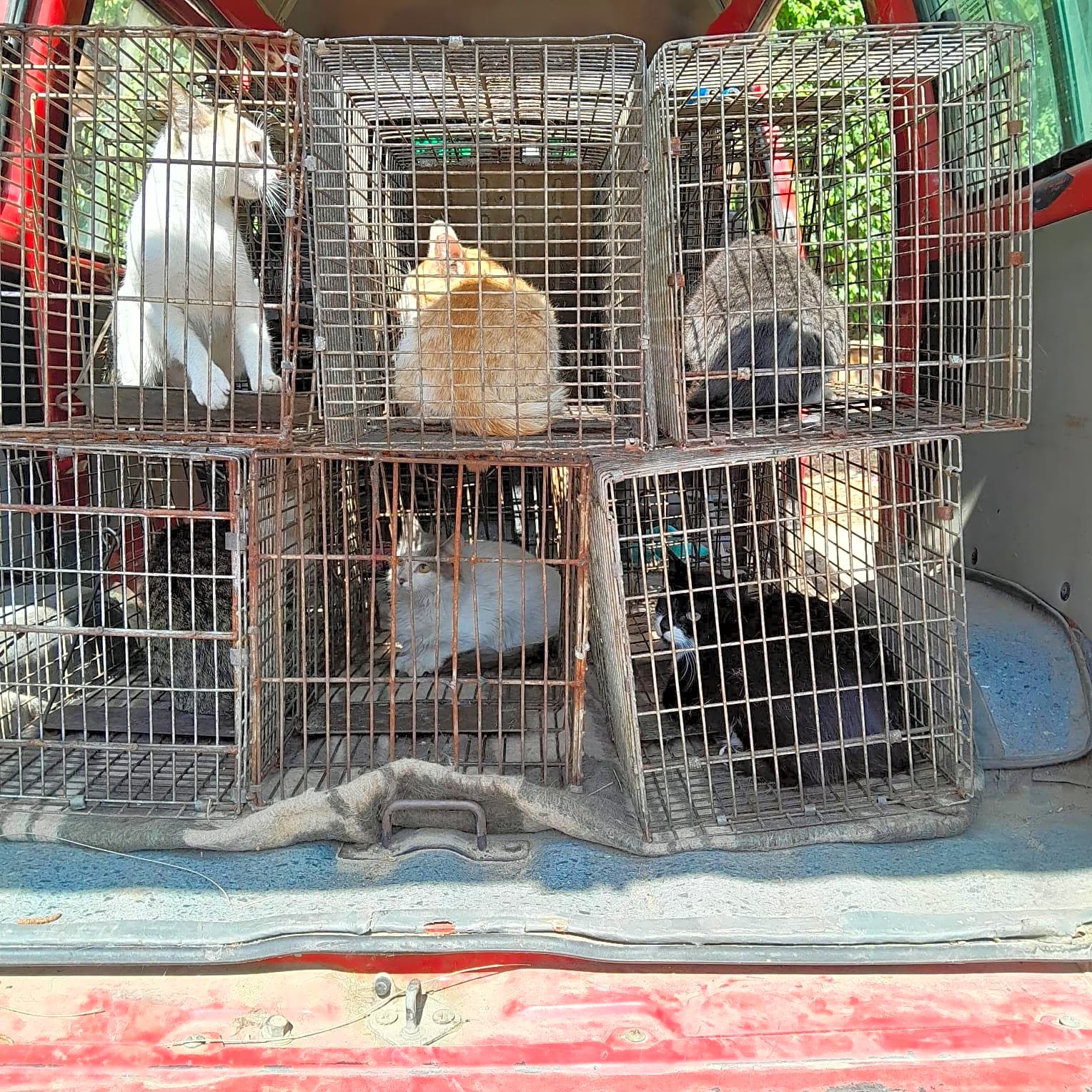 Photo of TNVR of street cats