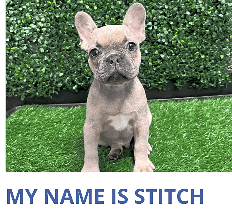 Photo of Stitch