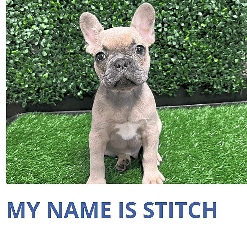 Photo of Stitch