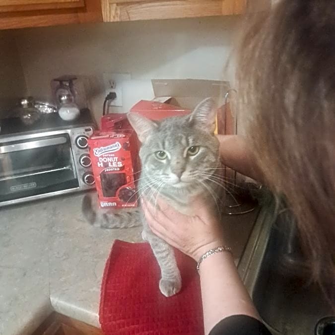 Photo of Neko