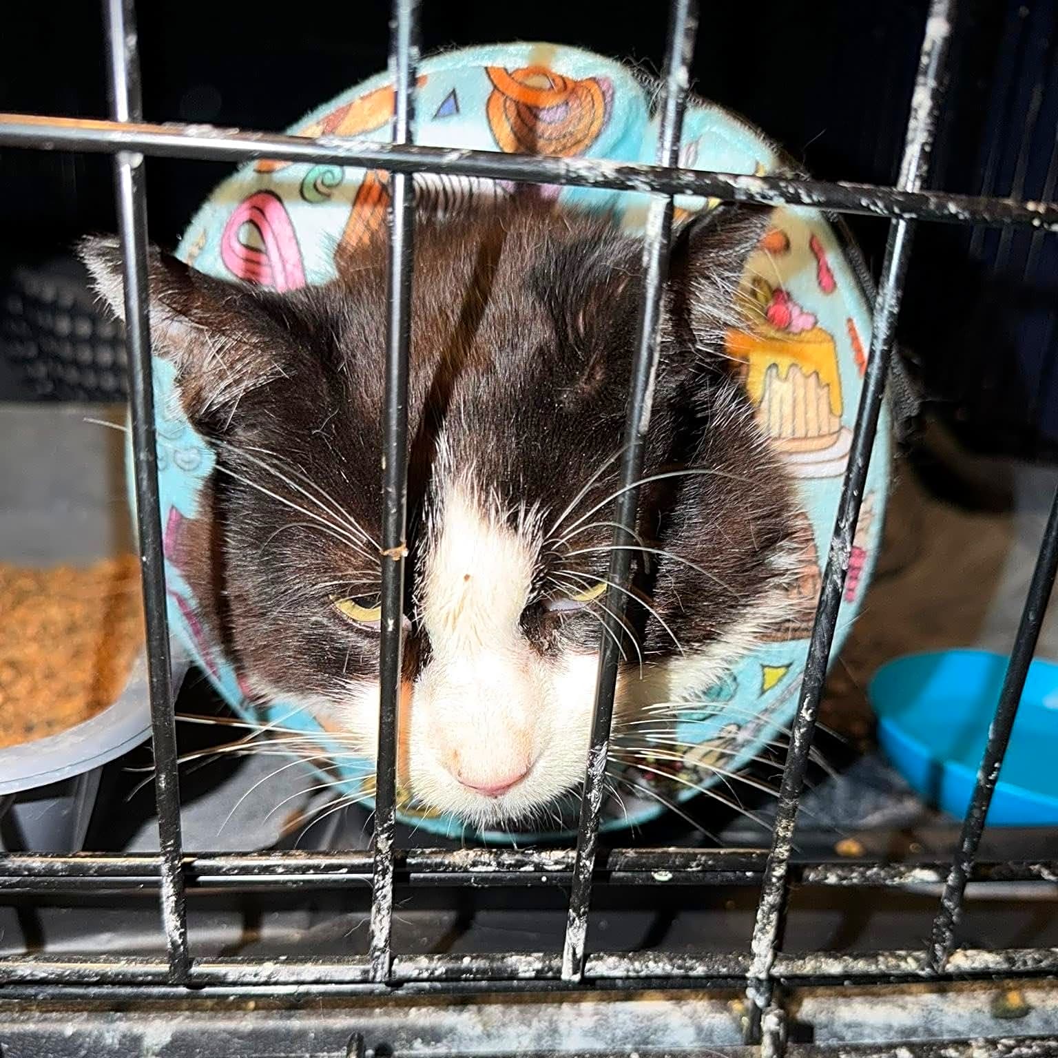 Photo of Harlequin