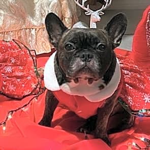 Photo of Bella