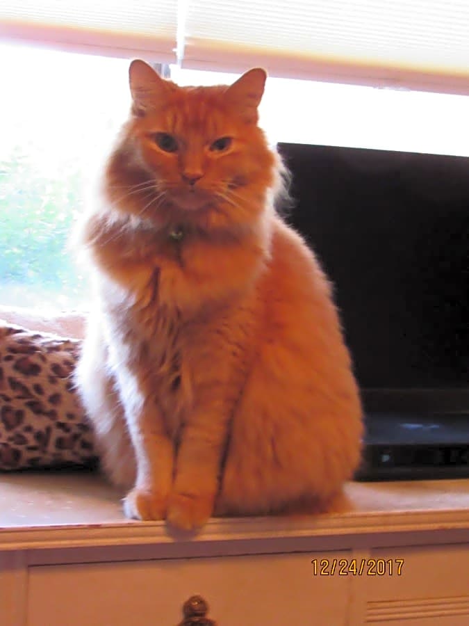 Photo of Tigger