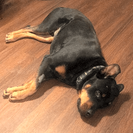 Photo of Bo-jack