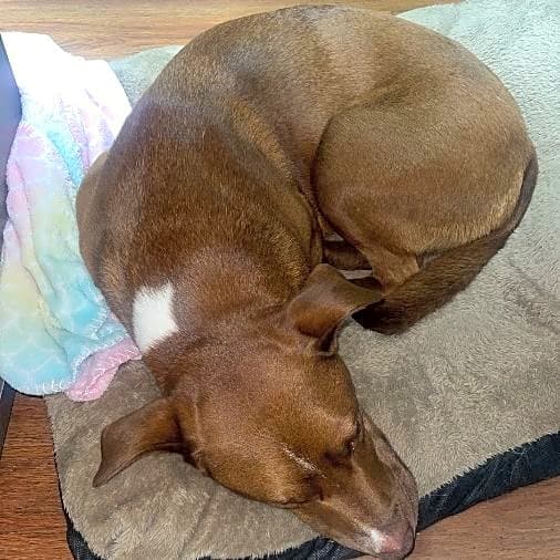 Photo of Rosie