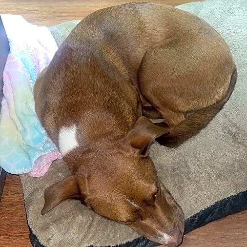 Photo of Rosie