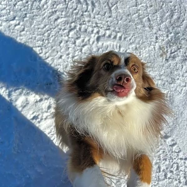 Photo of Odie