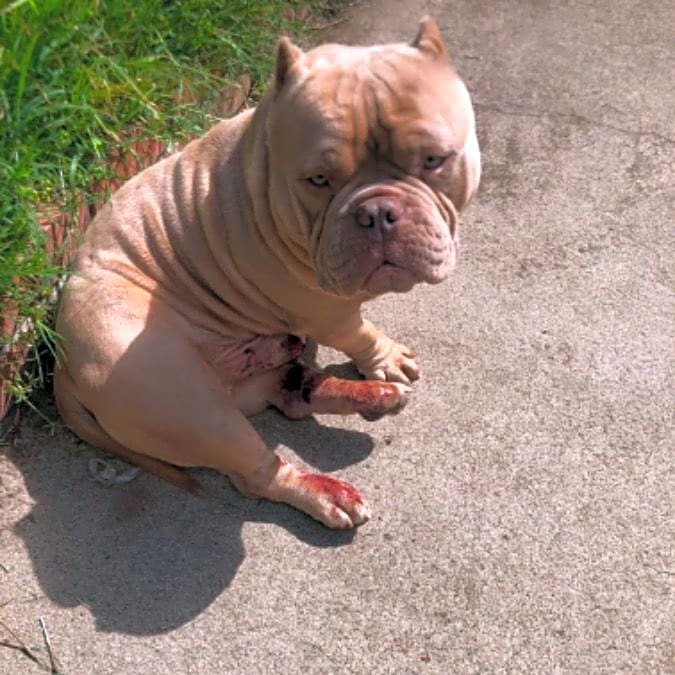 Photo of Ruger