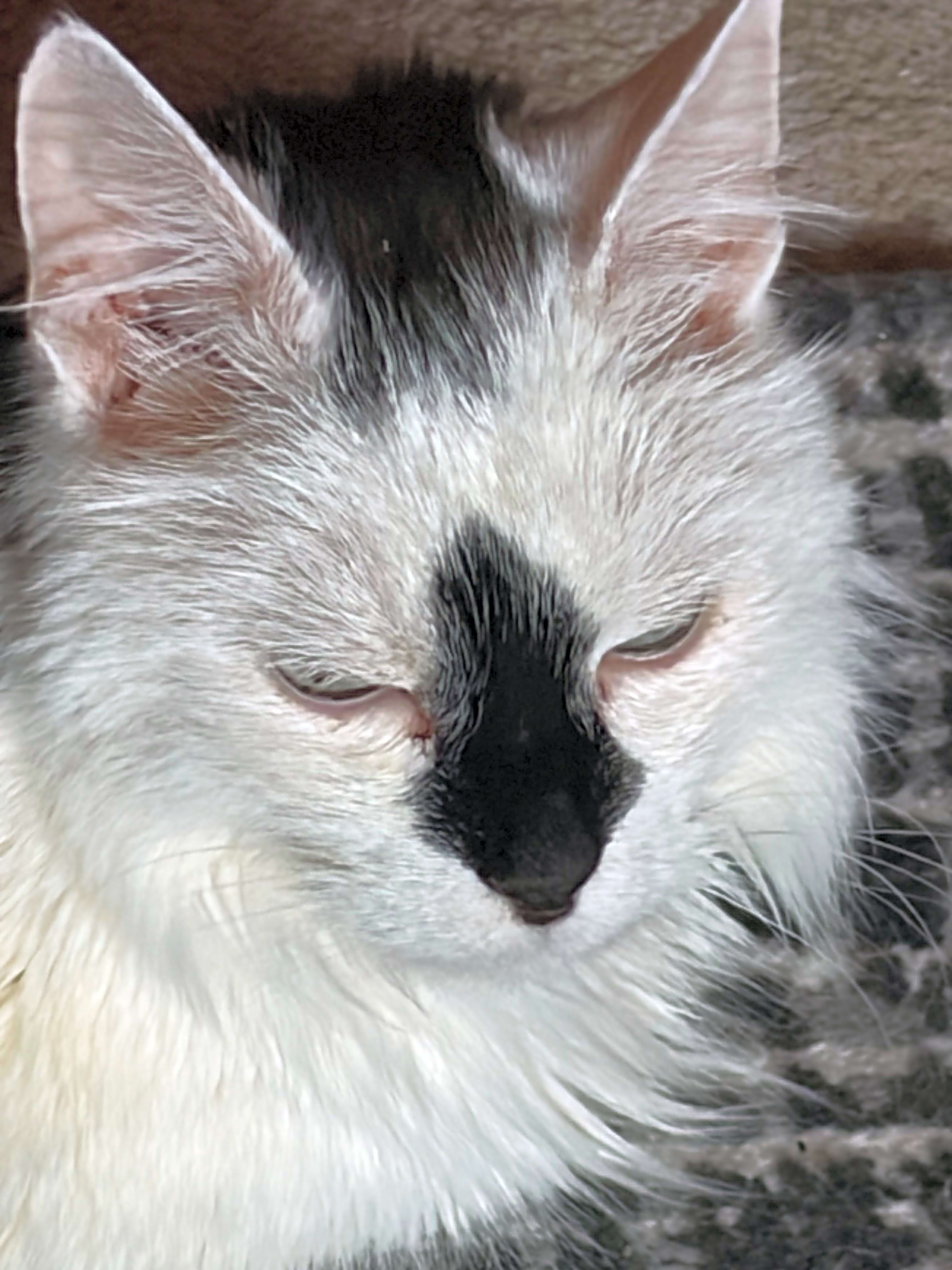 Photo of Sylvester