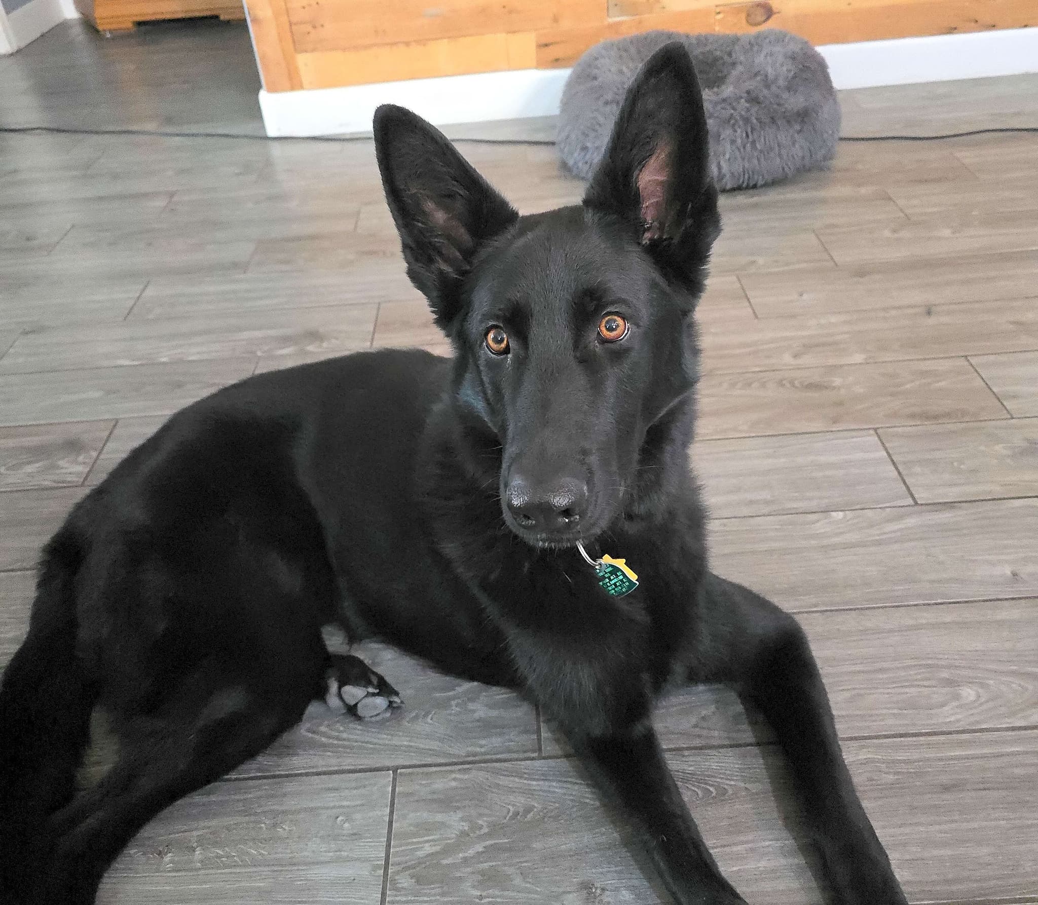 Photo of Raven