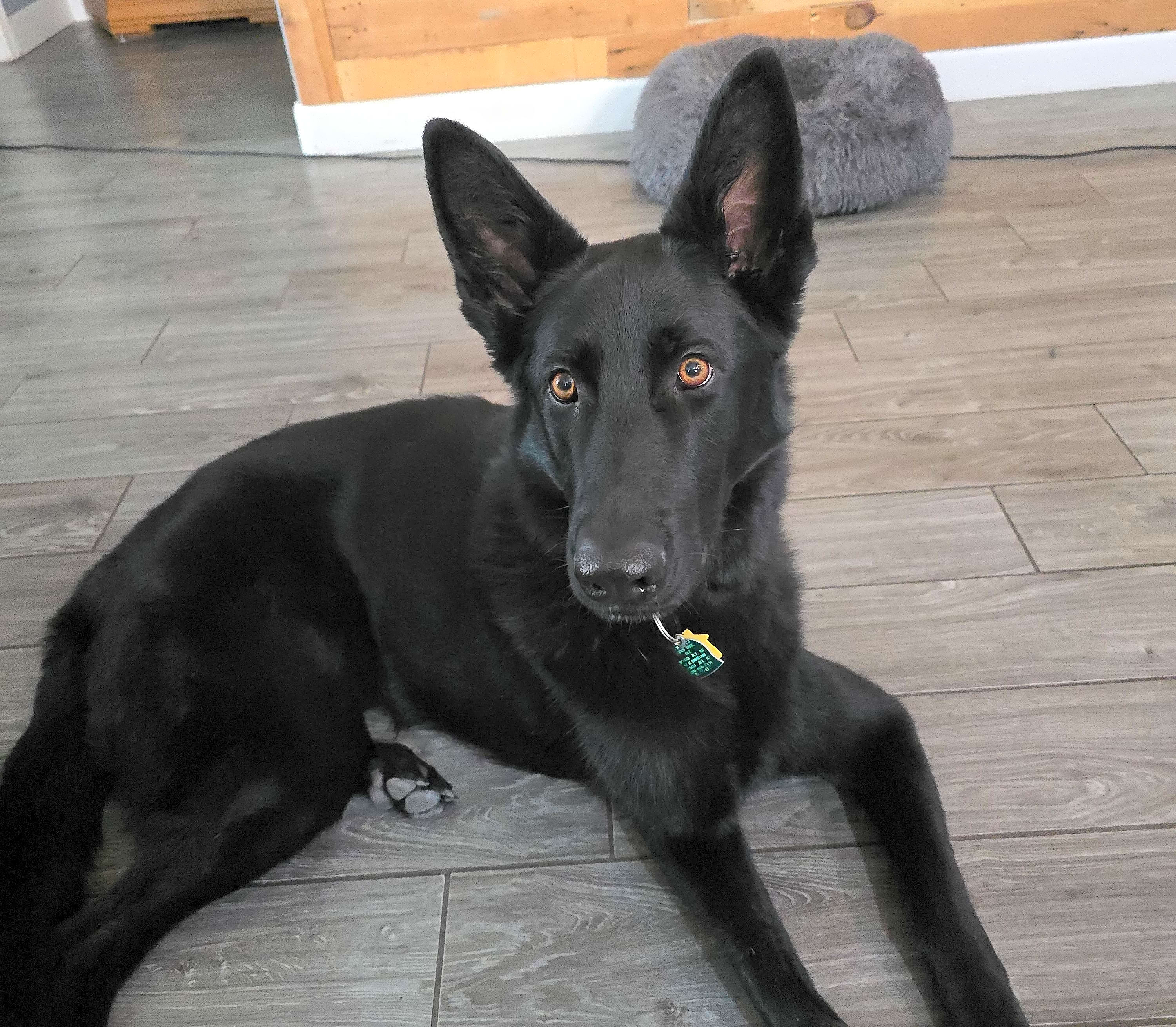 Photo of Raven