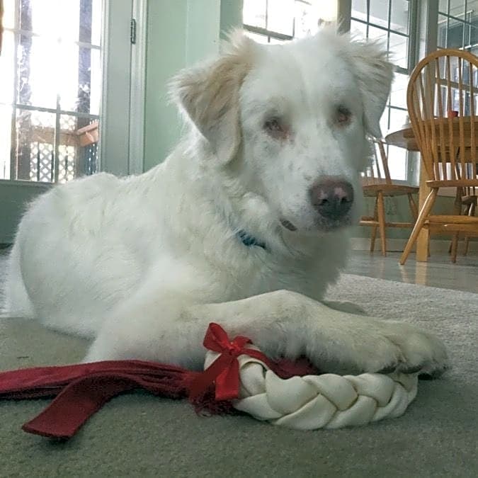 Photo of Shiro