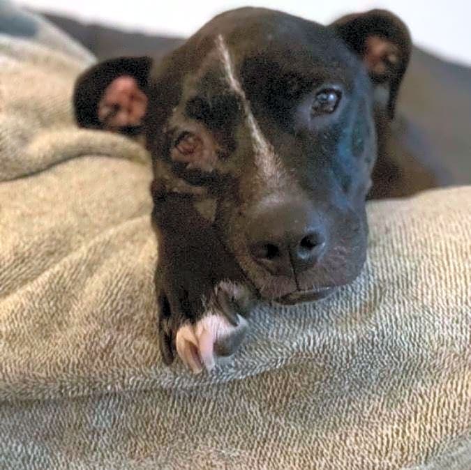 Photo of Allie