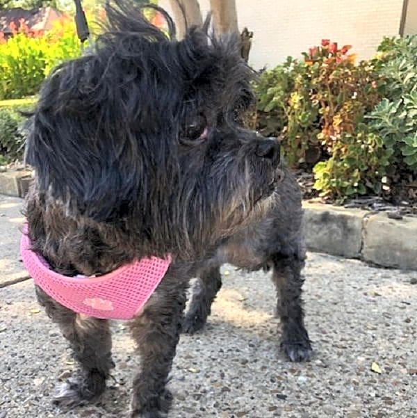 Photo of Coco