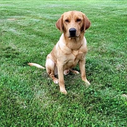 Photo of Koda