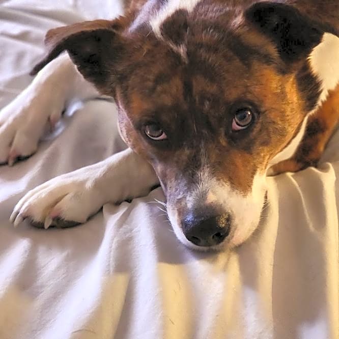 Photo of Tillie
