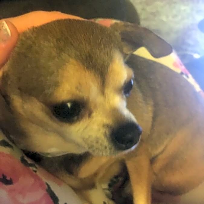 Photo of Bella Belle