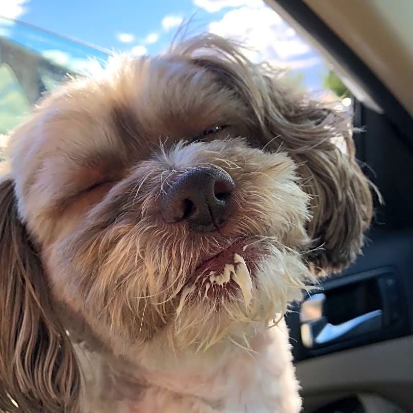 Photo of Bailey