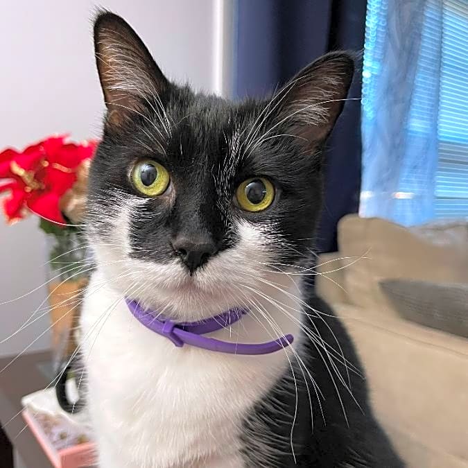Photo of Oreo