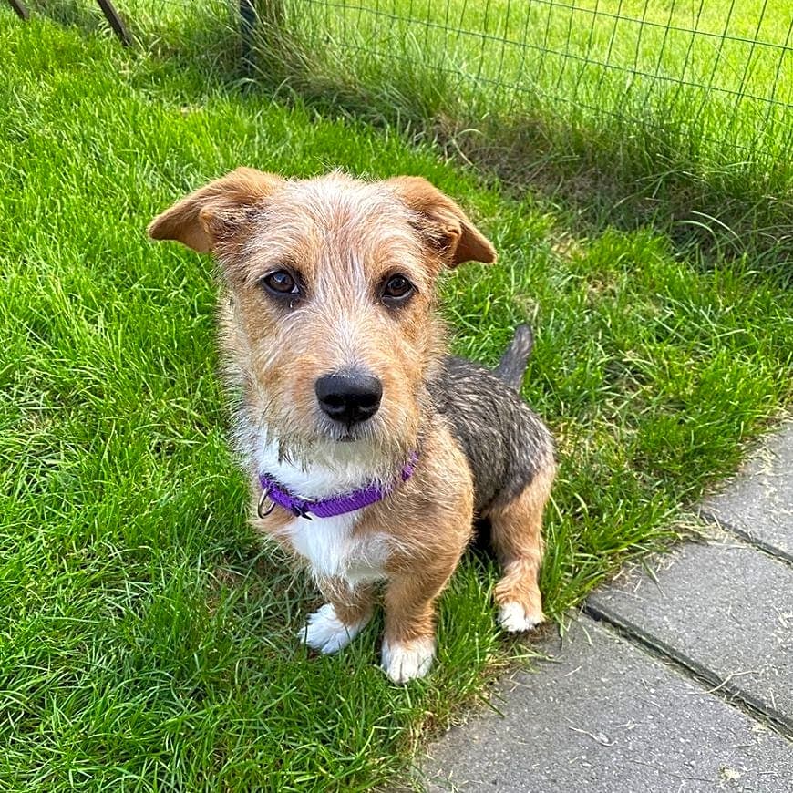 Photo of Rusty