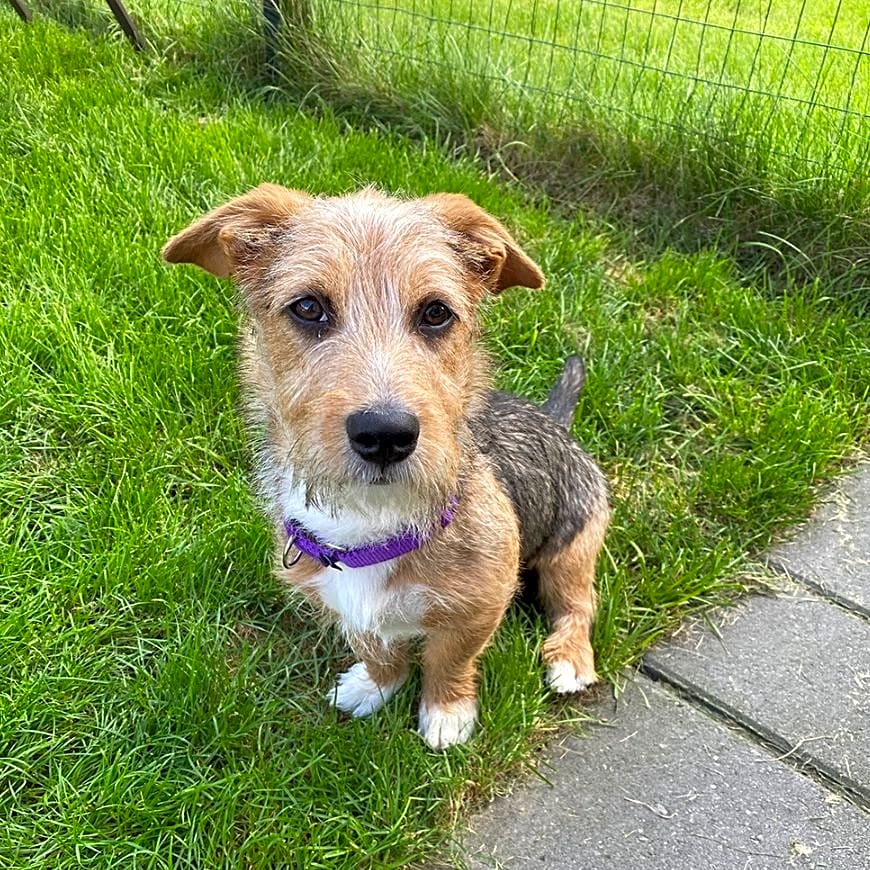 Photo of Rusty
