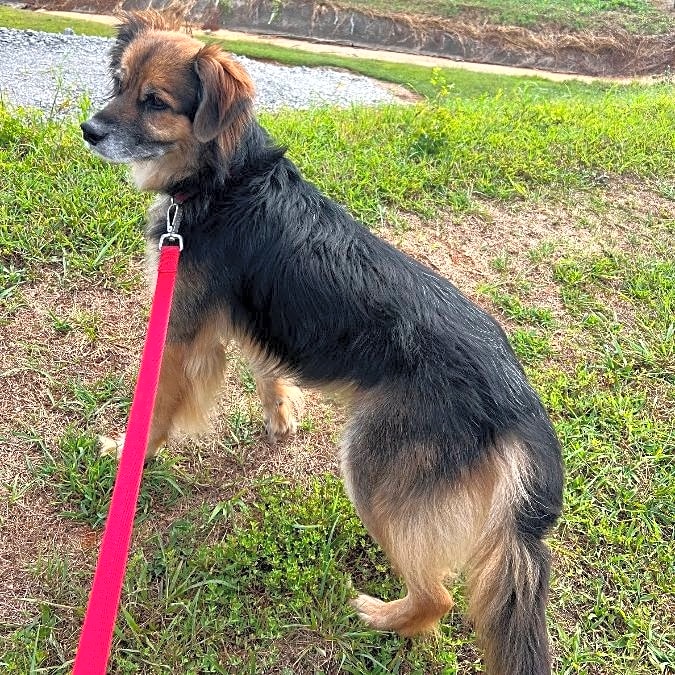 Photo of Teddy Bear