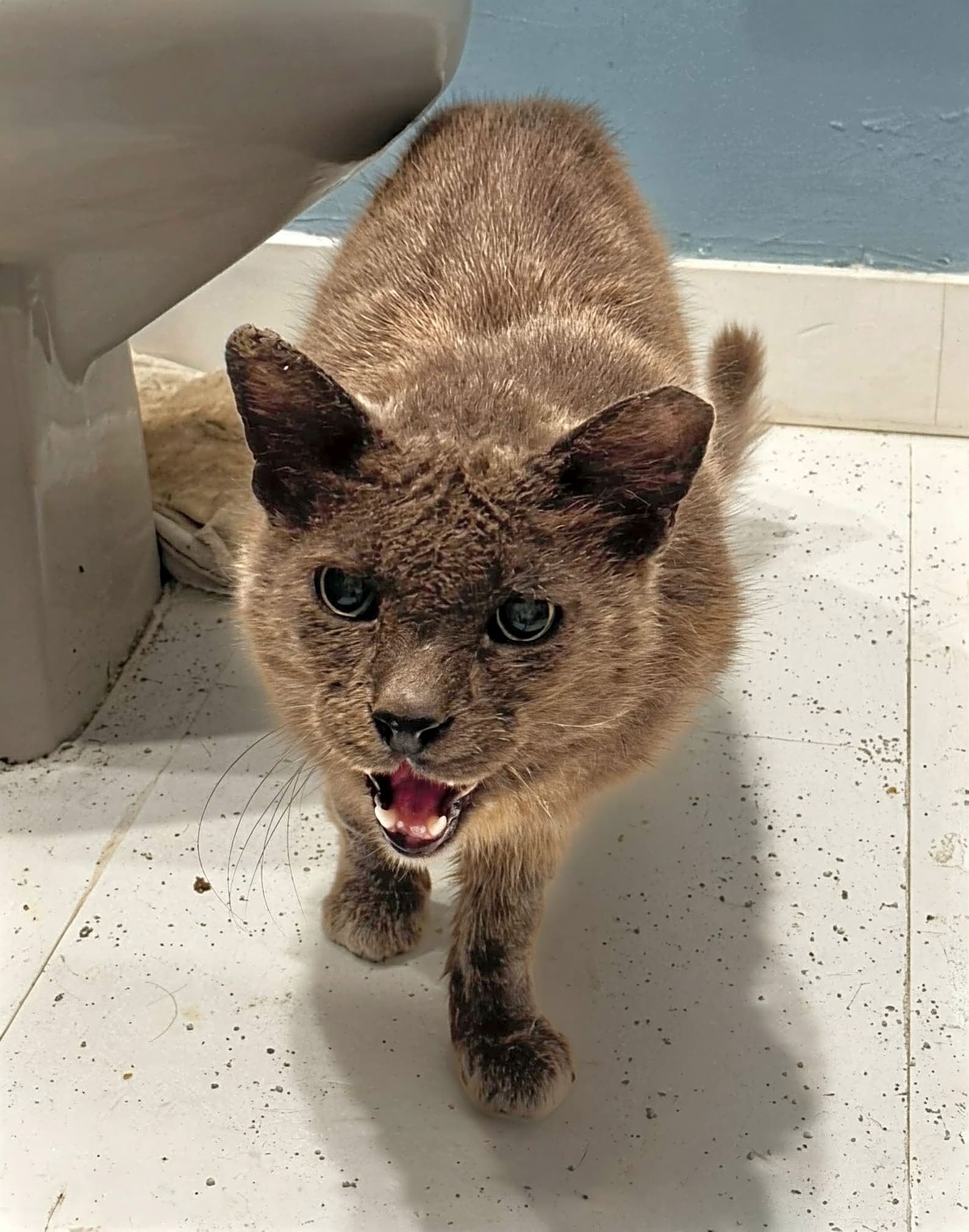 Photo of Buddy