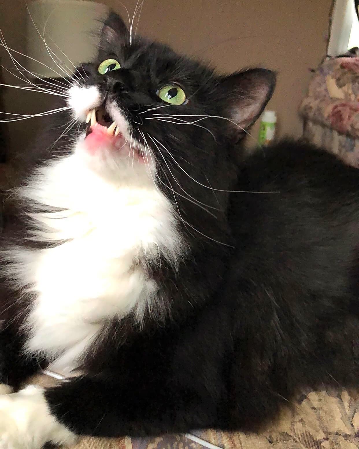Photo of Socks