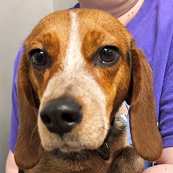 Photo of Nugget