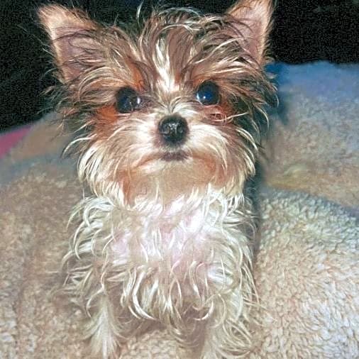 Photo of Killer