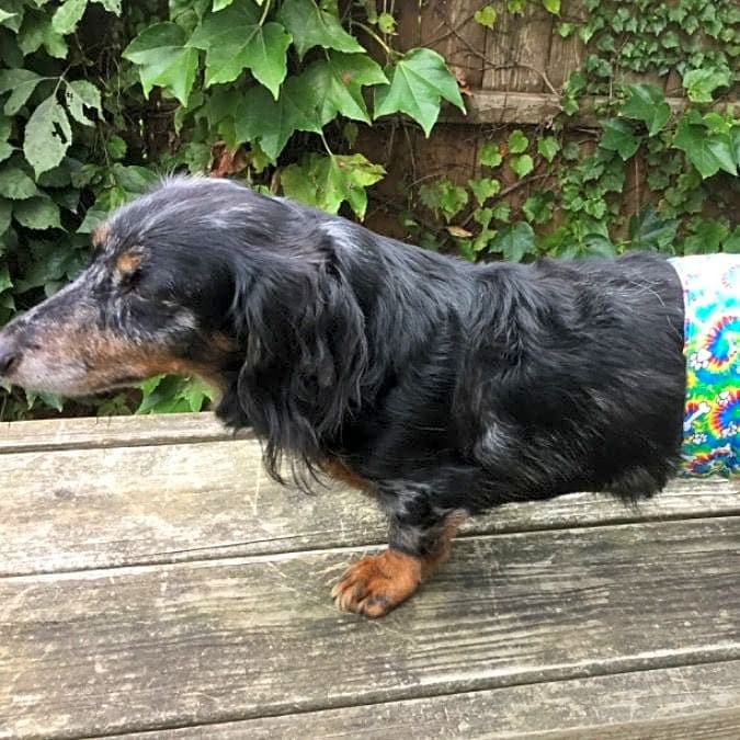 Photo of Oskar