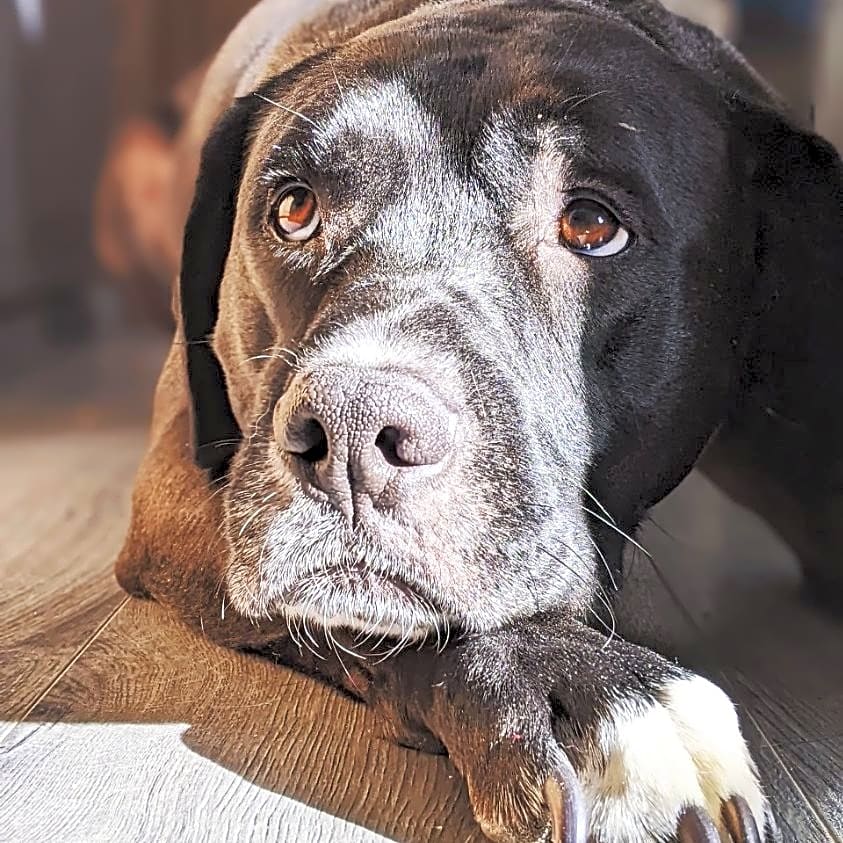Photo of Boomer