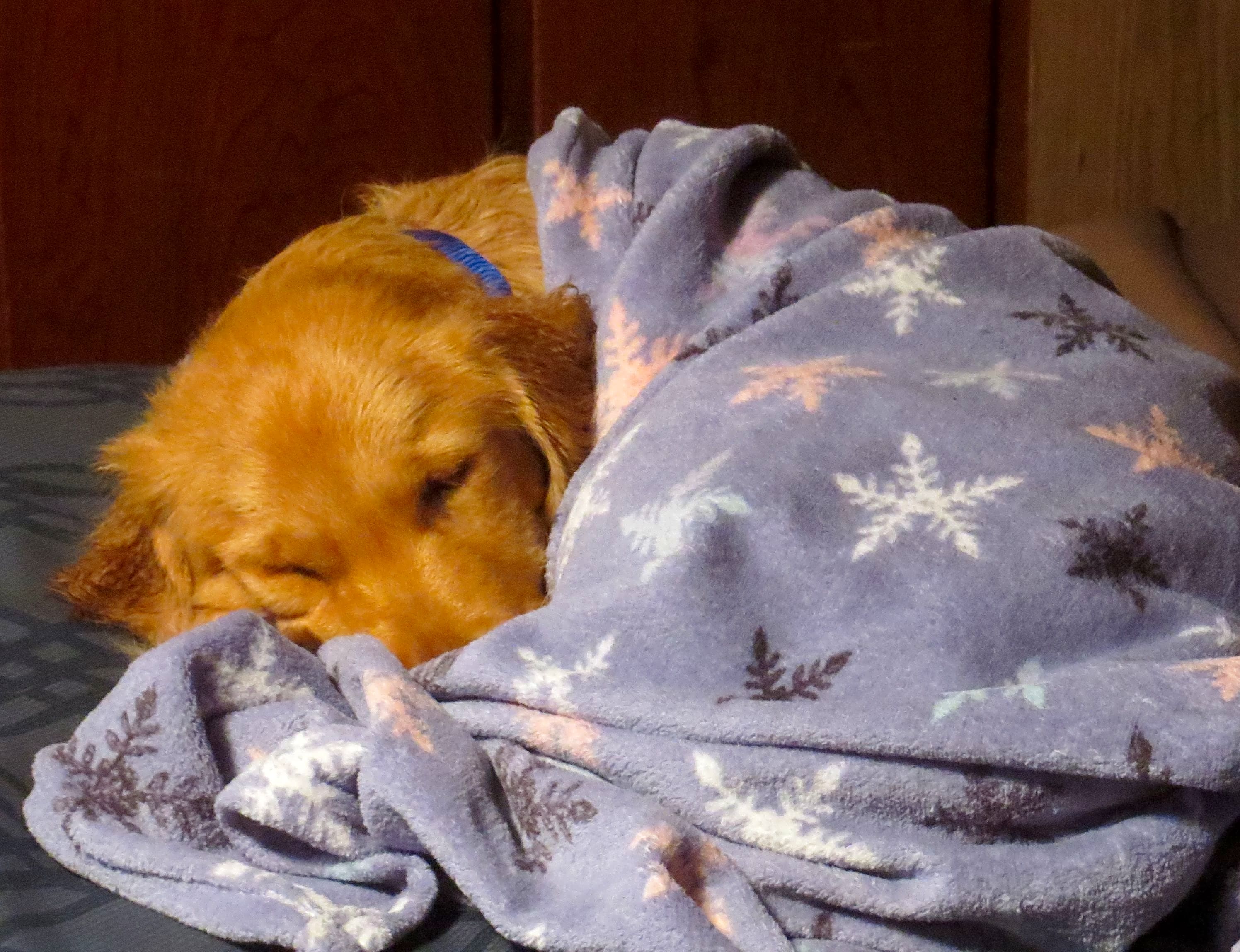 Photo of Kodi