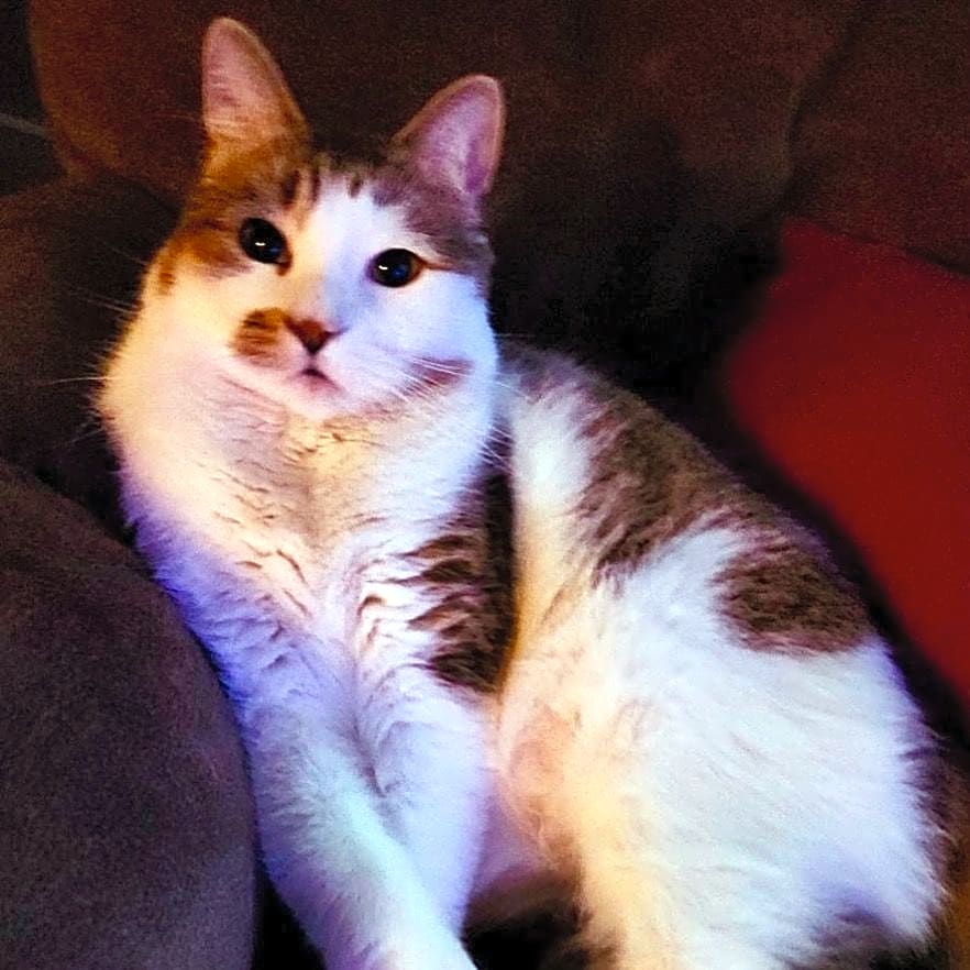 Photo of Savvy