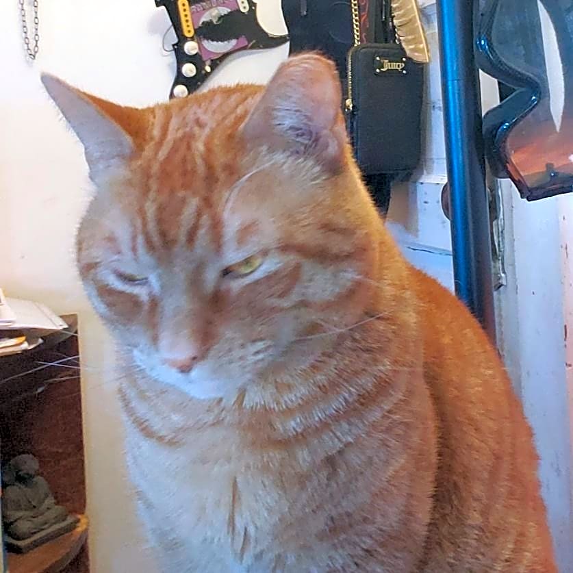 Photo of Hobbes