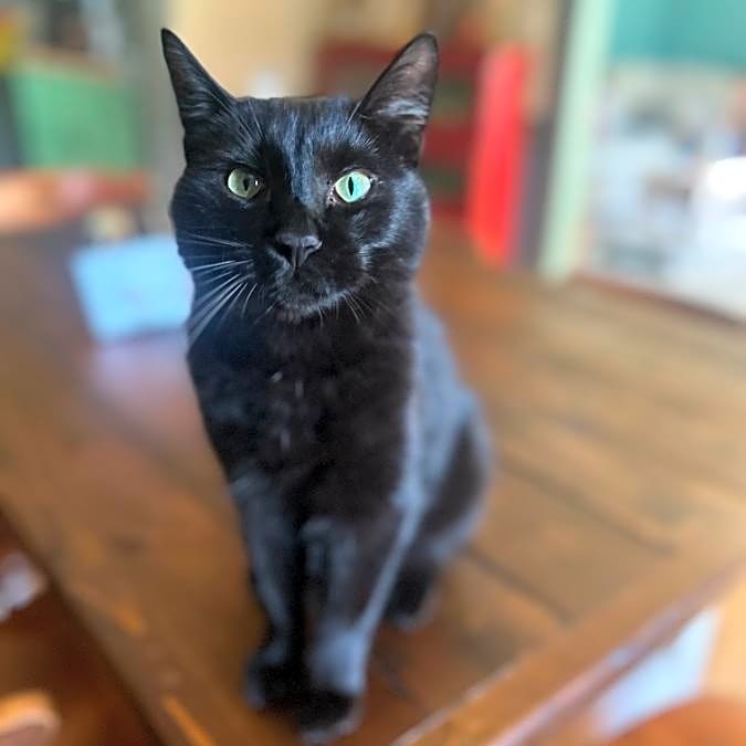 Photo of Wolfie