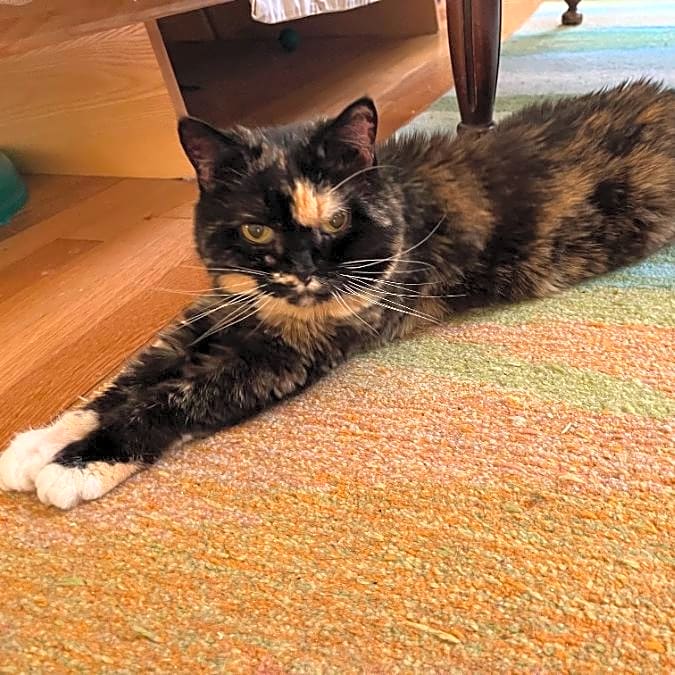 Photo of Cici