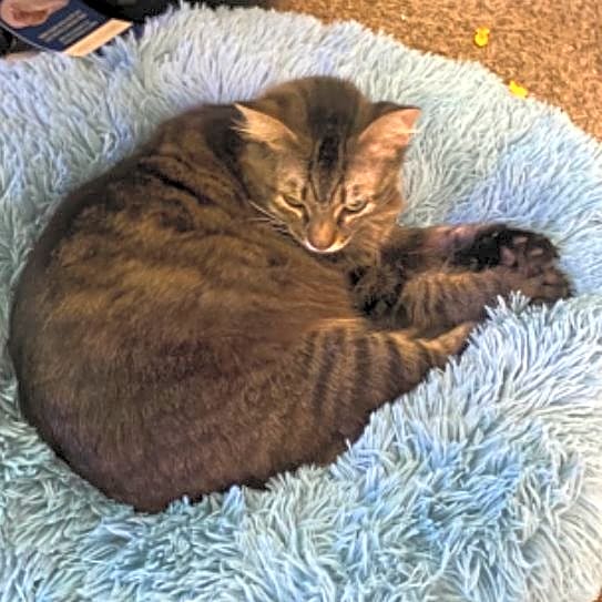 Photo of Athena
