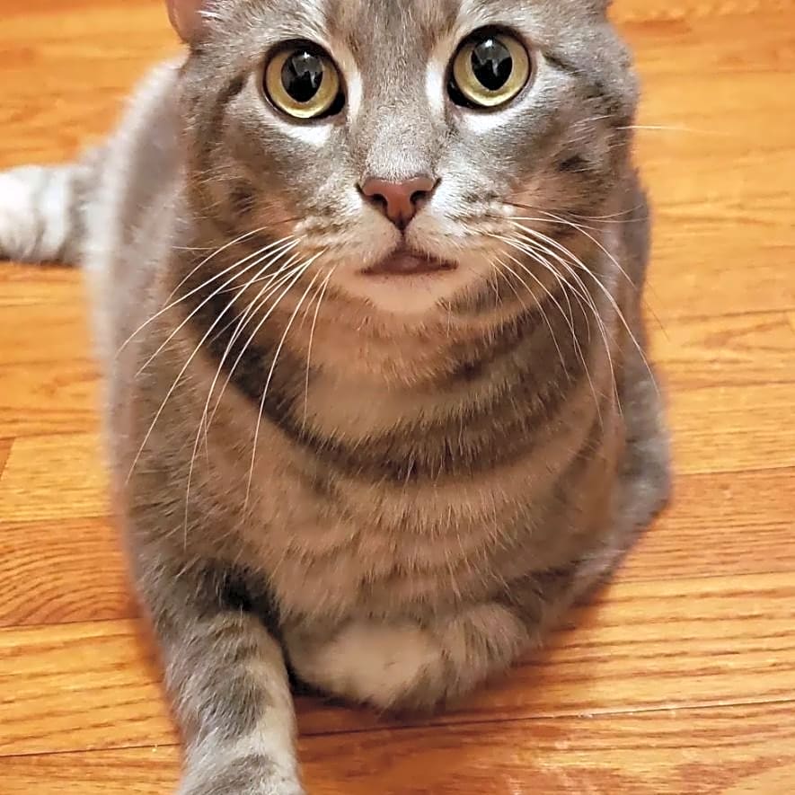 Photo of Hopps