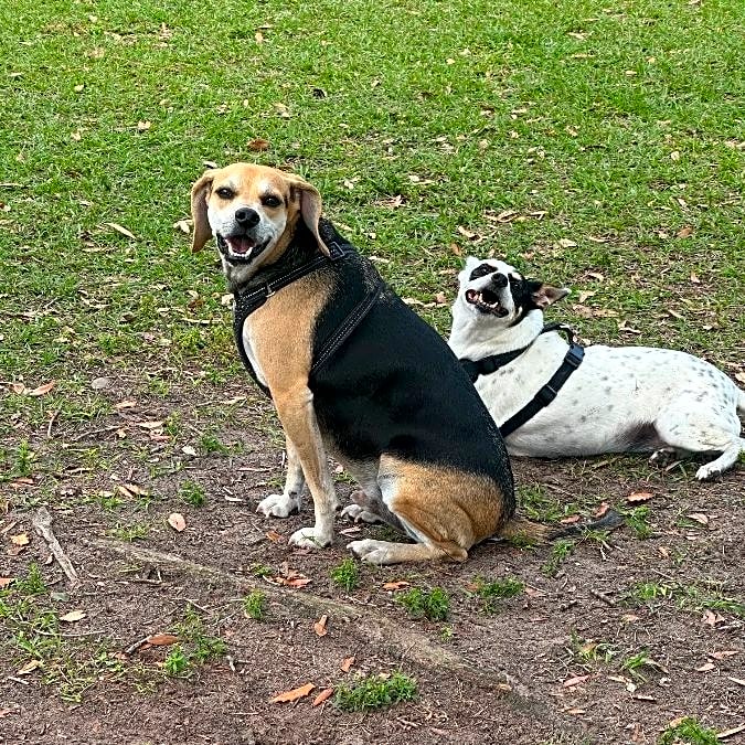 Photo of Benji