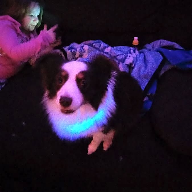 Photo of Buddy