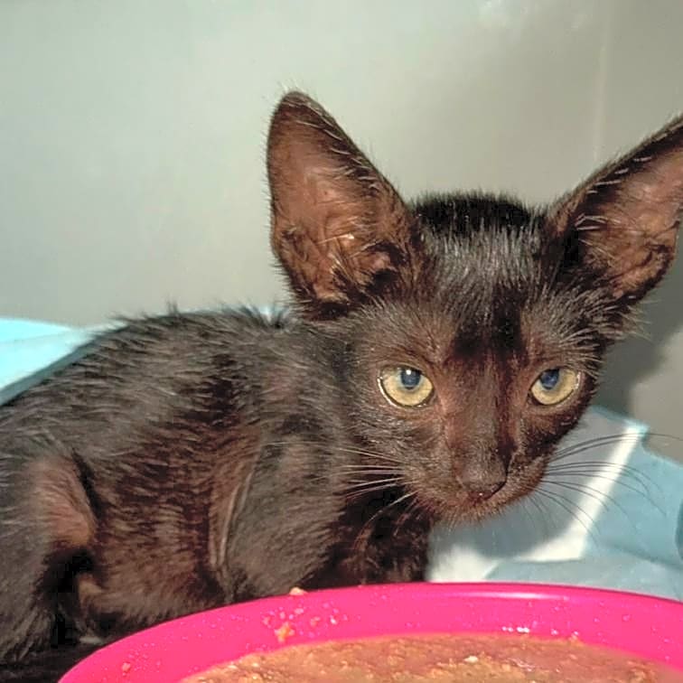 Photo of Little Einstein