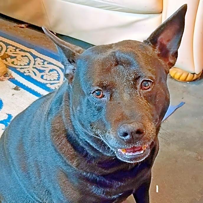 Photo of Xena