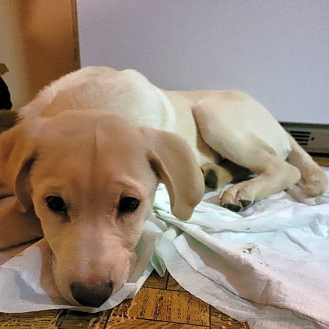 Photo of Major