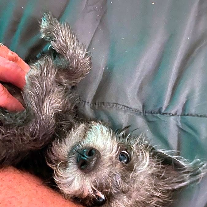 Photo of Scruffy