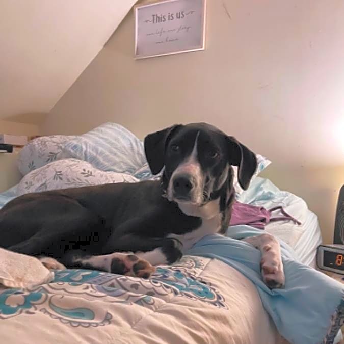 Photo of Oreo