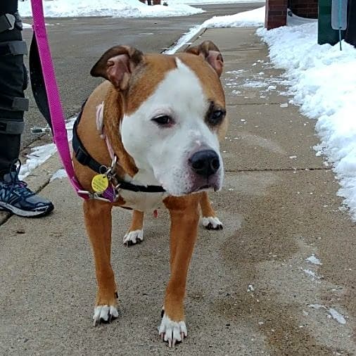 Photo of Stella