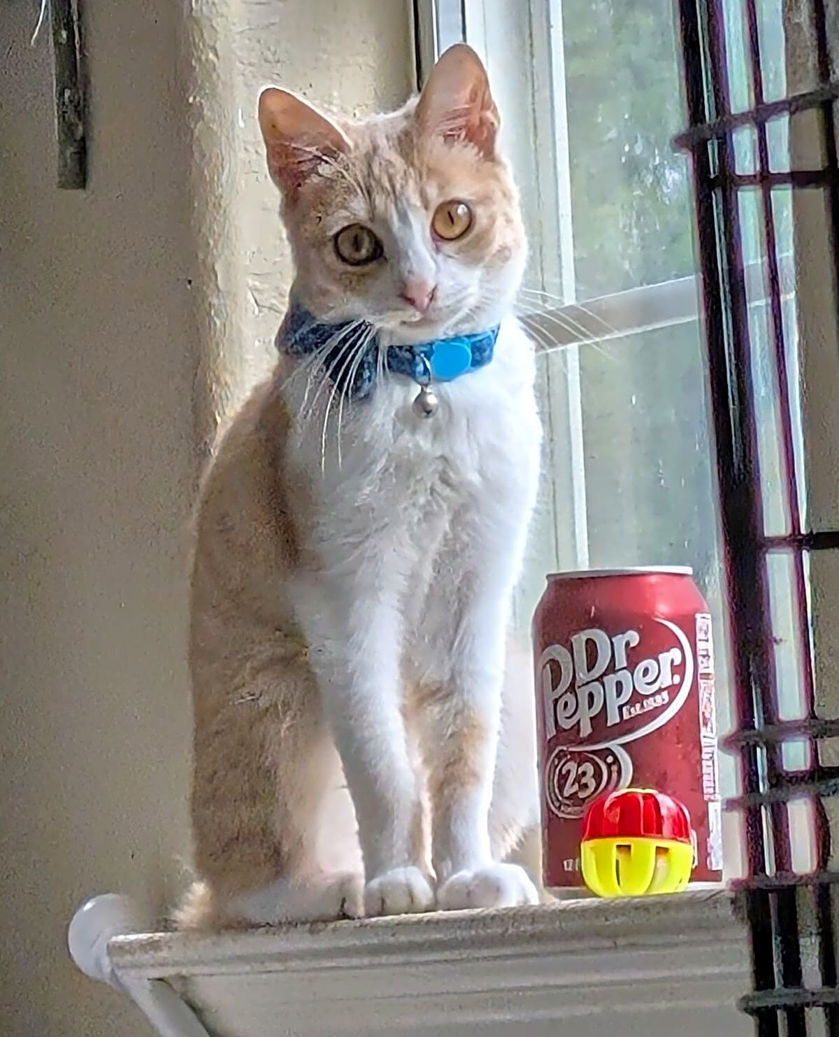 Photo of The Gentleman