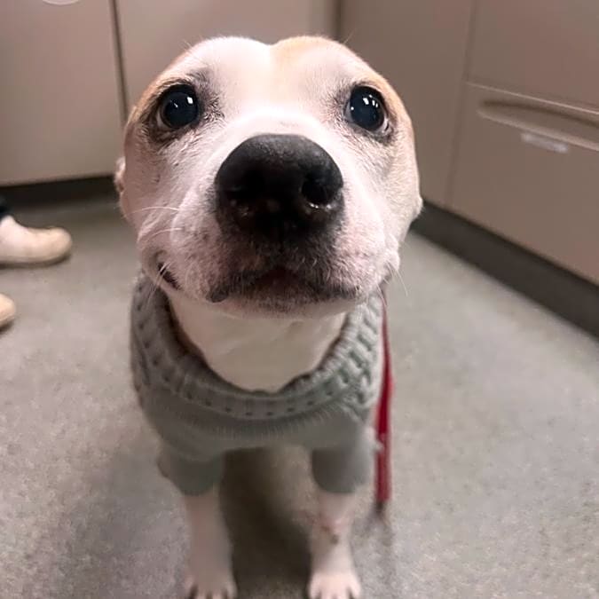 Photo of Harley