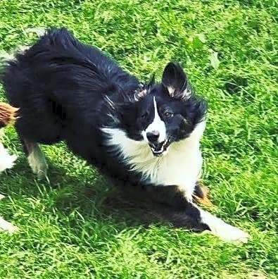 Photo of Roxy